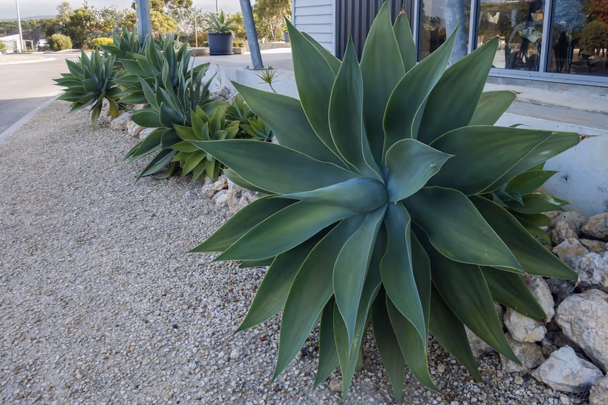 Agave rosettes planted in a gravel bed with rough limestone blocks forming the edge against a path
